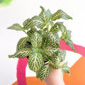 Fittonia argyroneura 'Snow Angel - Sprouts of Bristol