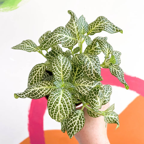 Fittonia argyroneura 'Snow Angel - Sprouts of Bristol