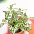 Fittonia argyroneura 'Snow Angel - Sprouts of Bristol