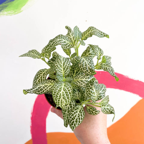 Fittonia argyroneura 'Snow Angel - Sprouts of Bristol