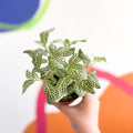 Fittonia argyroneura 'Snow Angel - Sprouts of Bristol