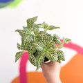 Fittonia argyroneura 'Snow Angel - Sprouts of Bristol