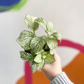 Fittonia argyroneura 'Snow Star' - Sprouts of Bristol
