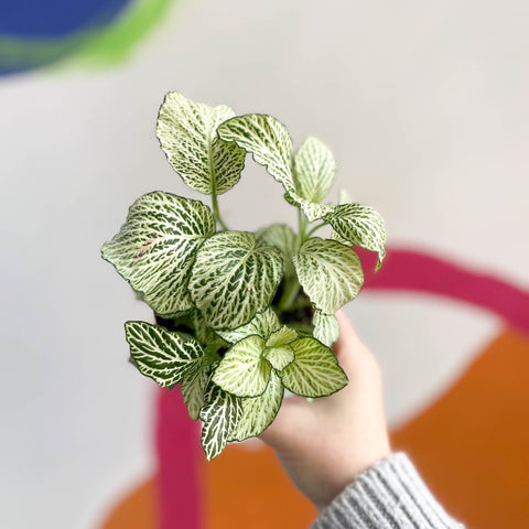 Fittonia argyroneura 'Snow Star' - Sprouts of Bristol