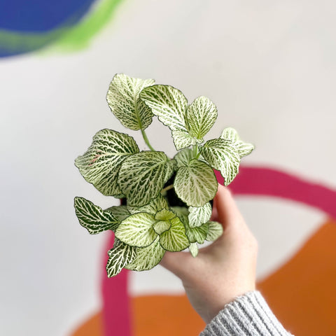 Fittonia argyroneura 'Snow Star' - Sprouts of Bristol