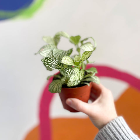 Fittonia argyroneura 'Snow Star' - Sprouts of Bristol