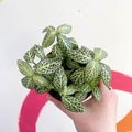 Fittonia argyroneura ‘Springtime’ - Sprouts of Bristol
