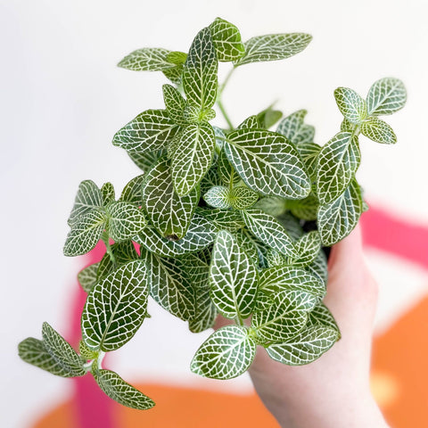 Fittonia argyroneura ‘White Brocade’ - Sprouts of Bristol
