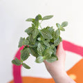 Fittonia argyroneura ‘White Brocade’ - Sprouts of Bristol