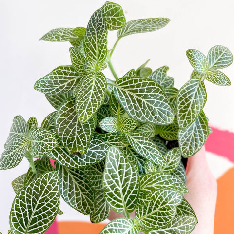 Fittonia argyroneura ‘White Brocade’ - Sprouts of Bristol