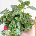 Fittonia argyroneura ‘White Brocade’ - Sprouts of Bristol