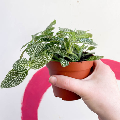Fittonia argyroneura ‘White Brocade’ - Sprouts of Bristol