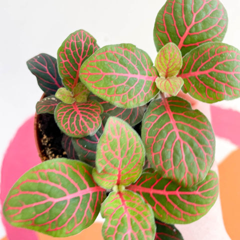 Fittonia verschaffeltii 'Black Star' - Sprouts of Bristol