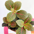 Fittonia verschaffeltii 'Black Star' - Sprouts of Bristol