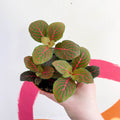 Fittonia verschaffeltii 'Black Star' - Sprouts of Bristol