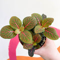 Fittonia verschaffeltii 'Black Star' - Sprouts of Bristol