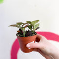 Fittonia verschaffeltii 'Black Star' - Sprouts of Bristol