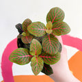 Fittonia verschaffeltii 'Black Star' - Sprouts of Bristol