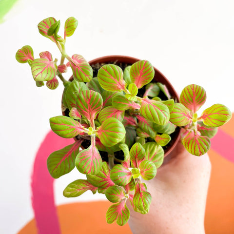Fittonia verschaffeltii 'Bubble Green' - Sprouts of Bristol