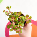 Fittonia verschaffeltii 'Bubble Green' - Sprouts of Bristol