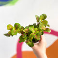 Fittonia verschaffeltii 'Bubble Green' - Sprouts of Bristol
