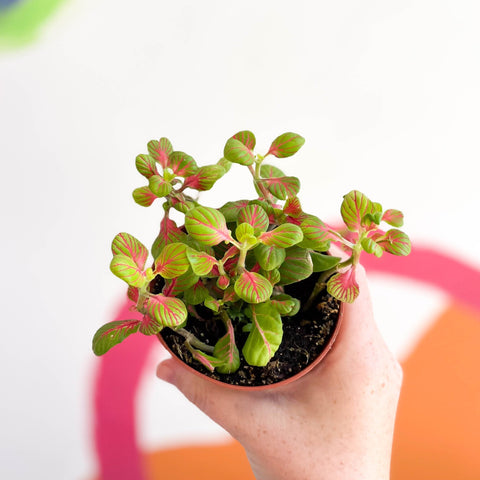 Fittonia verschaffeltii 'Bubble Green' - Sprouts of Bristol