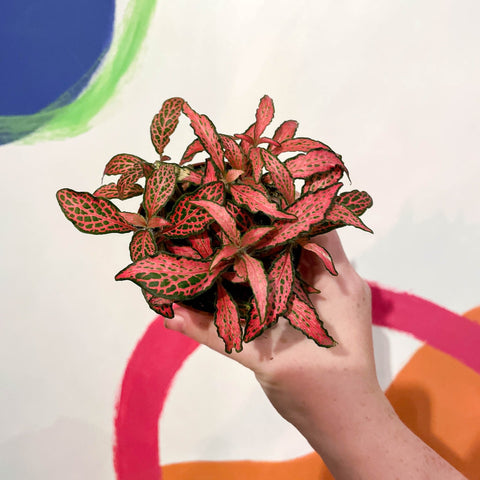 Fittonia verschaffeltii 'Forest Flame' - Sprouts of Bristol