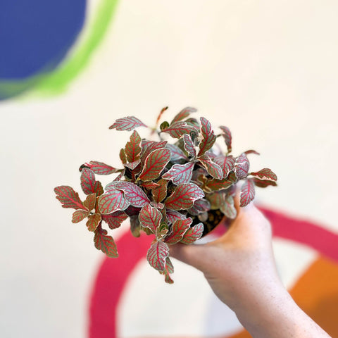 Fittonia verschaffeltii ‘Grey Sensation’ - Sprouts of Bristol
