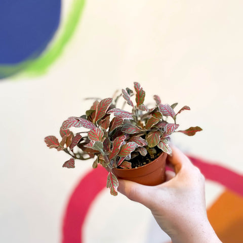 Fittonia verschaffeltii ‘Grey Sensation’ - Sprouts of Bristol