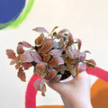 Fittonia verschaffeltii ‘Grey Sensation’ - Sprouts of Bristol