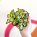 Fittonia verschaffeltii 'Light Josan' - Sprouts of Bristol