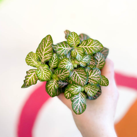 Fittonia verschaffeltii 'Light Josan' - Sprouts of Bristol