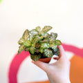Fittonia verschaffeltii 'Light Josan' - Sprouts of Bristol