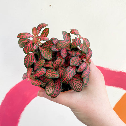 Fittonia verschaffeltii 'Mini Red Vein' - Sprouts of Bristol