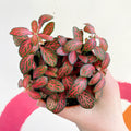 Fittonia verschaffeltii 'Mini Red Vein' - Sprouts of Bristol
