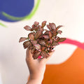 Fittonia verschaffeltii 'Pink Anne' - Sprouts of Bristol