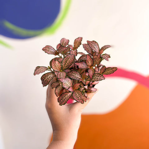 Fittonia verschaffeltii 'Pink Anne' - Sprouts of Bristol