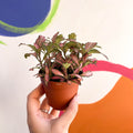 Fittonia verschaffeltii 'Pink Anne' - Sprouts of Bristol