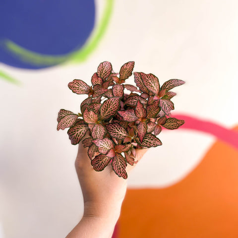 Fittonia verschaffeltii 'Pink Anne' - Sprouts of Bristol