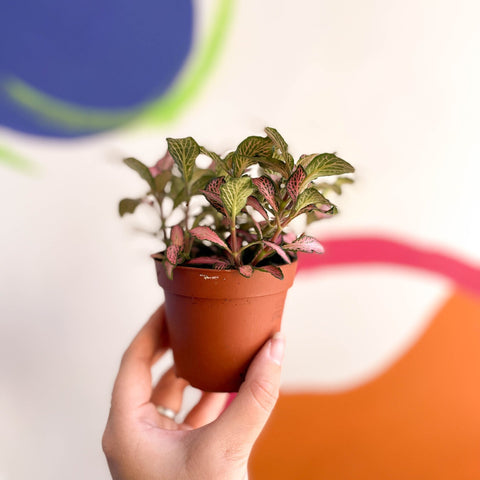 Fittonia verschaffeltii 'Pink Anne' - Sprouts of Bristol