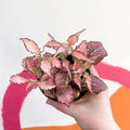 Fittonia verschaffeltii 'Pink Star' - Sprouts of Bristol