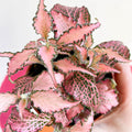 Fittonia verschaffeltii 'Pink Star' - Sprouts of Bristol