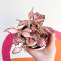Fittonia verschaffeltii 'Pink Star' - Sprouts of Bristol