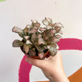 Fittonia verschaffeltii 'Pink Tiger' - Sprouts of Bristol