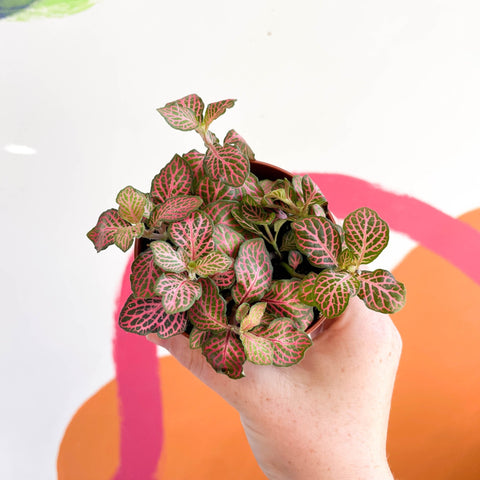 Fittonia verschaffeltii 'Red Angel' - Sprouts of Bristol