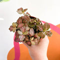 Fittonia verschaffeltii 'Red Angel' - Sprouts of Bristol