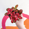 Fittonia verschaffeltii 'Red Star' - Sprouts of Bristol