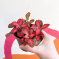 Fittonia verschaffeltii 'Red Star' - Sprouts of Bristol
