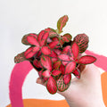Fittonia verschaffeltii 'Red Star' - Sprouts of Bristol