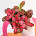 Fittonia verschaffeltii 'Red Star' - Sprouts of Bristol
